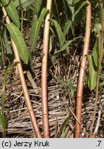 Euphorbia villosa (wilczomlecz włosisty)