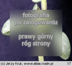 Thymus carpaticus (macierzanka karpacka)