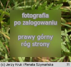 Ranunculus polyanthemos