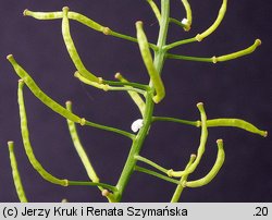 Rorippa sylvestris (rzepicha leśna)