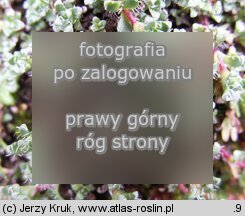 Saxifraga oppositifolia (skalnica naprzeciwlistna)