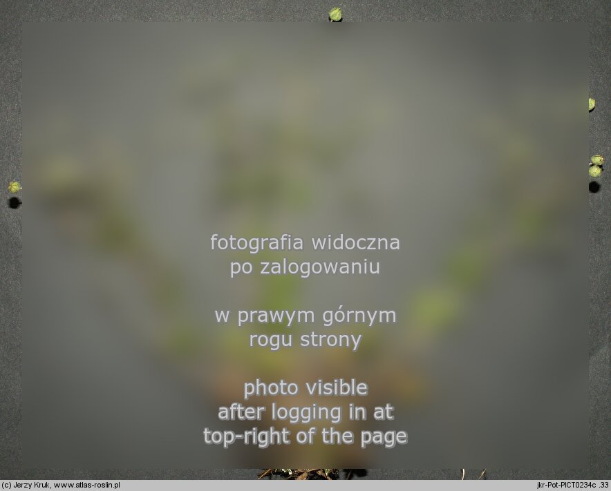 Potentilla leucopolitana (pięciornik jedwabisty)
