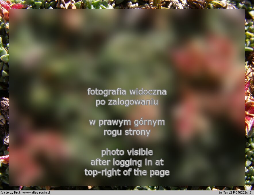 Saxifraga retusa ssp. retusa (skalnica odgiętolistna typowa)