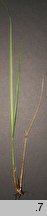kostrzewa karpacka (Festuca carpatica)
