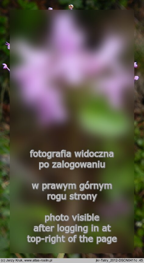 Thymus pulcherrimus (macierzanka nadobna)