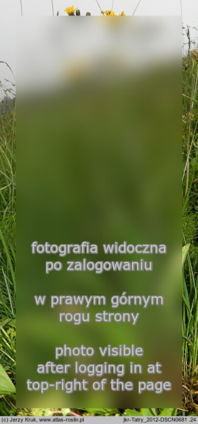 Crepis mollis ssp. mollis (pępawa miękka typowa)