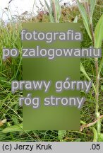 Erigeron alpinus ssp. intermedius (przymiotno alpejskie poÅ›rednie)