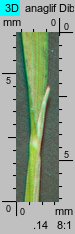 Agrostis alpina (mietlica alpejska)