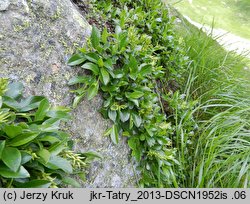 Salix retusa (wierzba wykrojona)