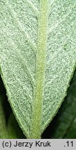 Salix helvetica (wierzba szwajcarska)