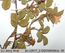 Rosa micrantha (róża drobnokwiatowa)