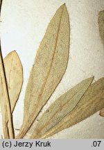 Hieracium piliferum (jastrzębiec włosisty)