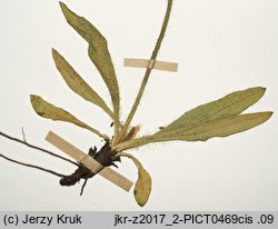 Hieracium piliferum (jastrzębiec włosisty)