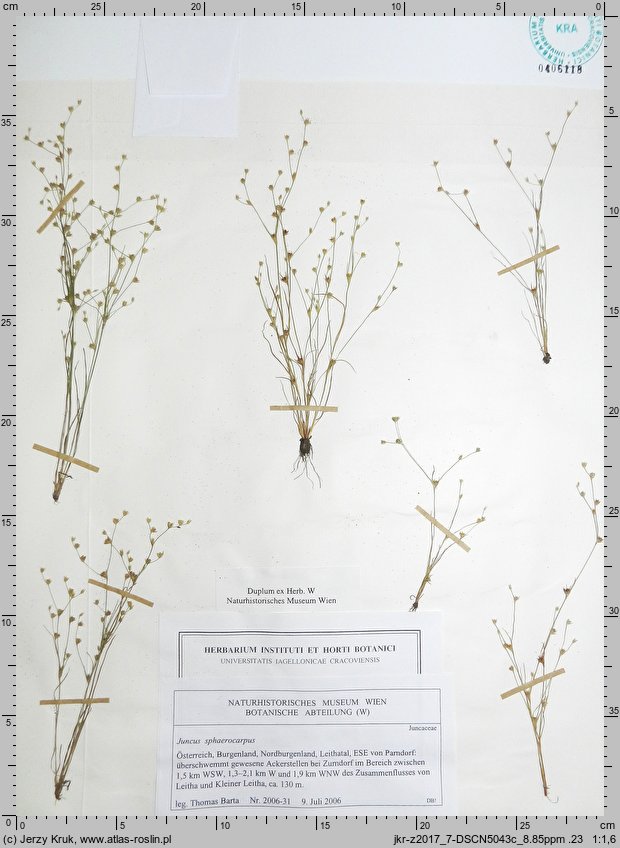 Juncus sphaerocarpus (sit kulistotorebkowy)