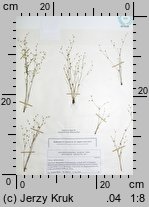Juncus sphaerocarpus (sit kulistotorebkowy)
