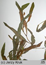 Potamogeton ×assidens (rdestnica bezogonkowa)