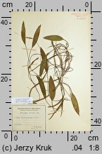Potamogeton ×fluitans (rdestnica zmiennolistna)