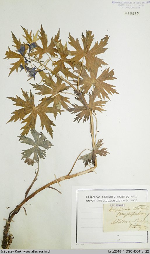 Delphinium ×kotulae (ostróżka Kotuli)