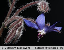 Borago officinalis (ogórecznik lekarski)