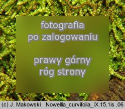 Nowellia curvifolia (nowellia krzywolistna)