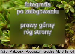 Pogonatum aloides (płonniczek aloesowaty)