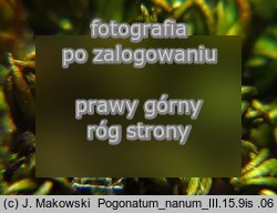 Pogonatum nanum (płonniczek karłowaty)