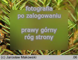 Pogonatum urnigerum (płonniczek słoikowy)