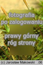 Pogonatum urnigerum (płonniczek słoikowy)