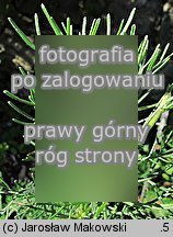 Artemisia abrotanum (bylica Boże drzewko)
