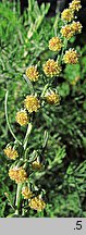 Artemisia abrotanum (bylica Boże drzewko)