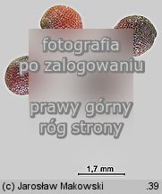 Brassica nigra (kapusta czarna)