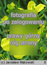 kapusta czarna (Brassica nigra)