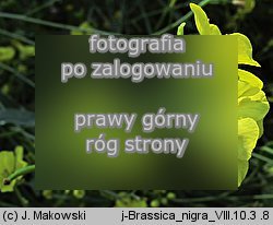 Brassica nigra (kapusta czarna)