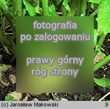 Brassica rapa ssp. rapa (kapusta właściwa typowa)