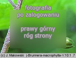 Brunnera macrophylla (brunnera wielkolistna)
