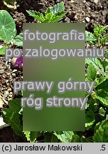Clinopodium grandiflorum (czyÅ›cica wielkokwiatowa)