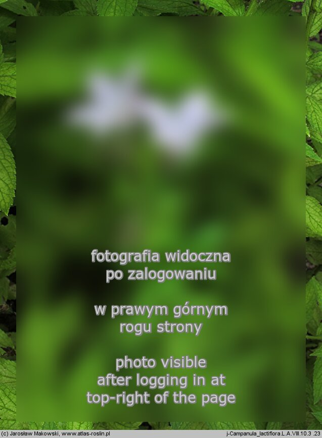 Campanula lactiflora (dzwonek kremowy)