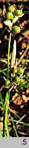 Carex alba (turzyca biaÅ‚a)