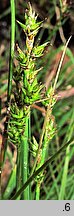 Carex echinata (turzyca gwiazdkowata)