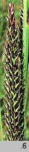 Carex elata (turzyca sztywna)