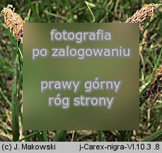 Carex nigra (turzyca pospolita)
