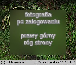 Carex pendula (turzyca zwisÅ‚a)