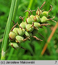 Carex tomentosa (turzyca filcowata)