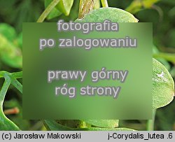 Corydalis lutea (kokorycz żółta)