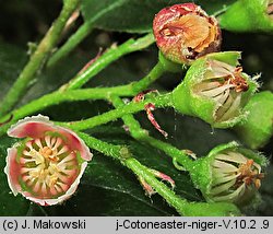 Cotoneaster niger (irga czarna)