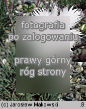 Dianthus gratianopolitanus Greystone