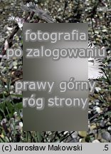 Dianthus gratianopolitanus Greystone