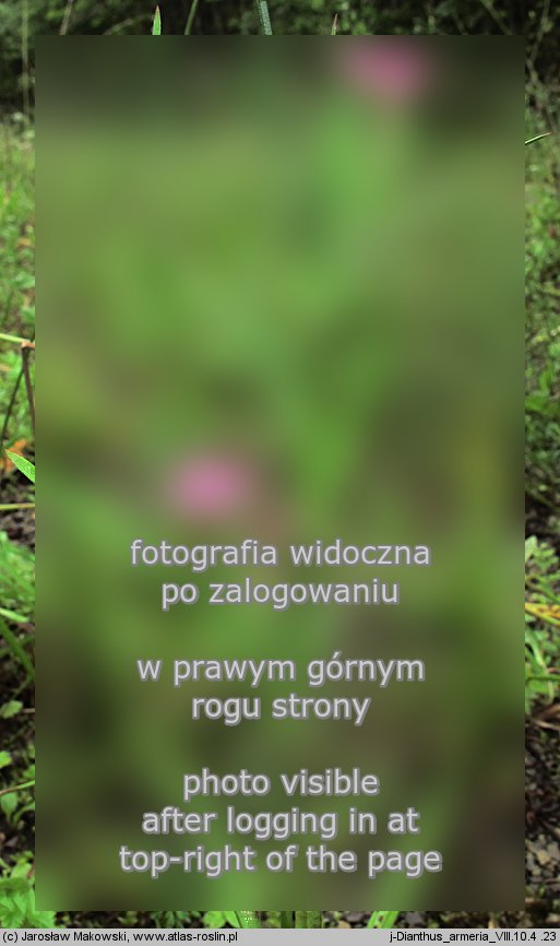 Dianthus armeria (goździk kosmaty)