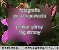 Dianthus armeria (goÅºdzik kosmaty)