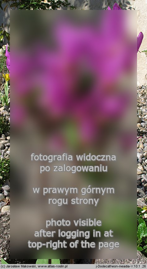Dodecatheon meadia (bożykwiat Meada)